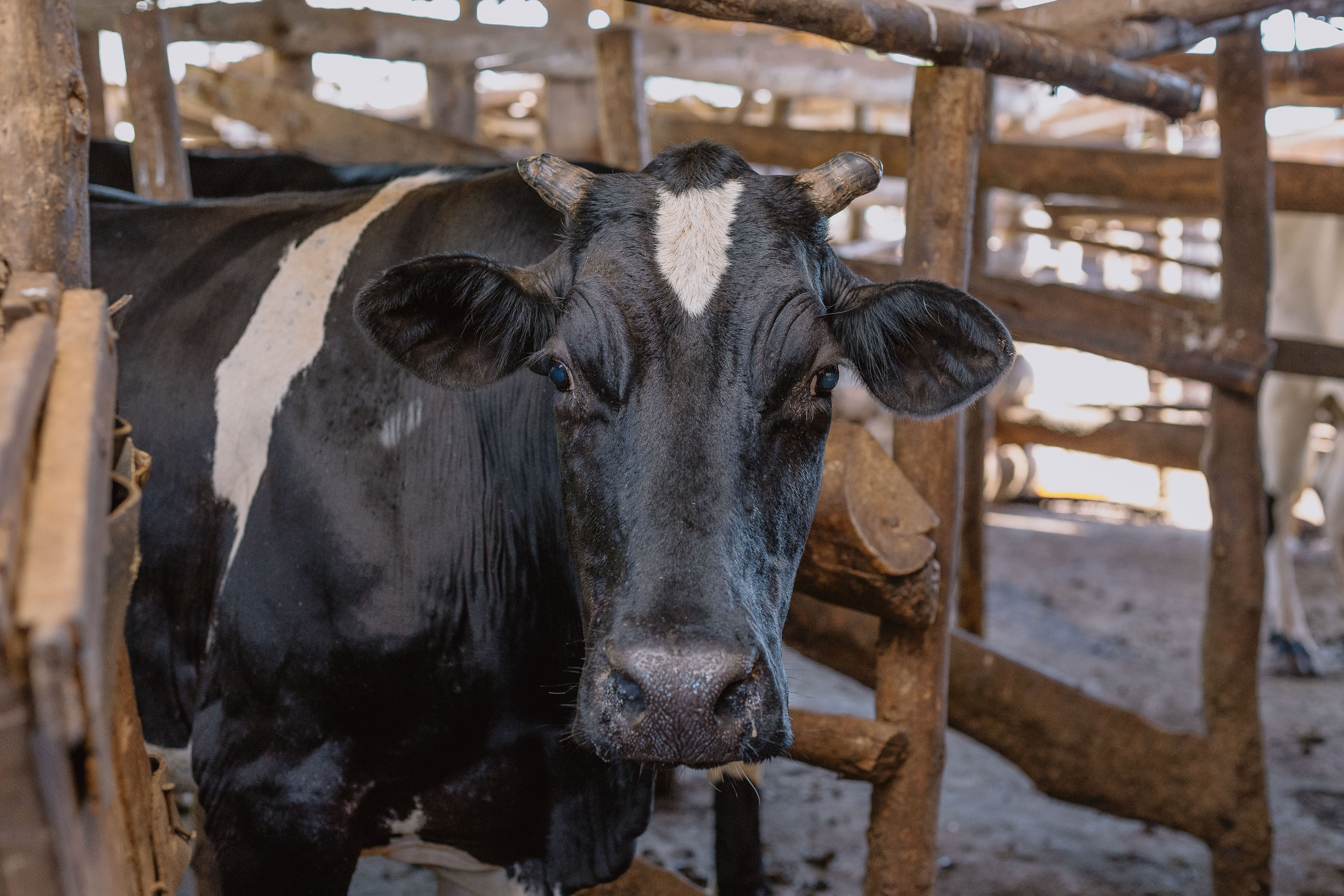 Youth in Agriculture Program